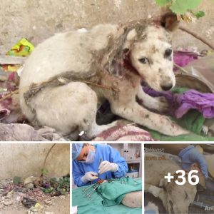 Stray Puppy With His Ear Torn Off Cried for Help Until These Kind Rescuers Arrived