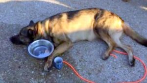 dying dog refuses to leave this world before helping his abused friend to walk again 1