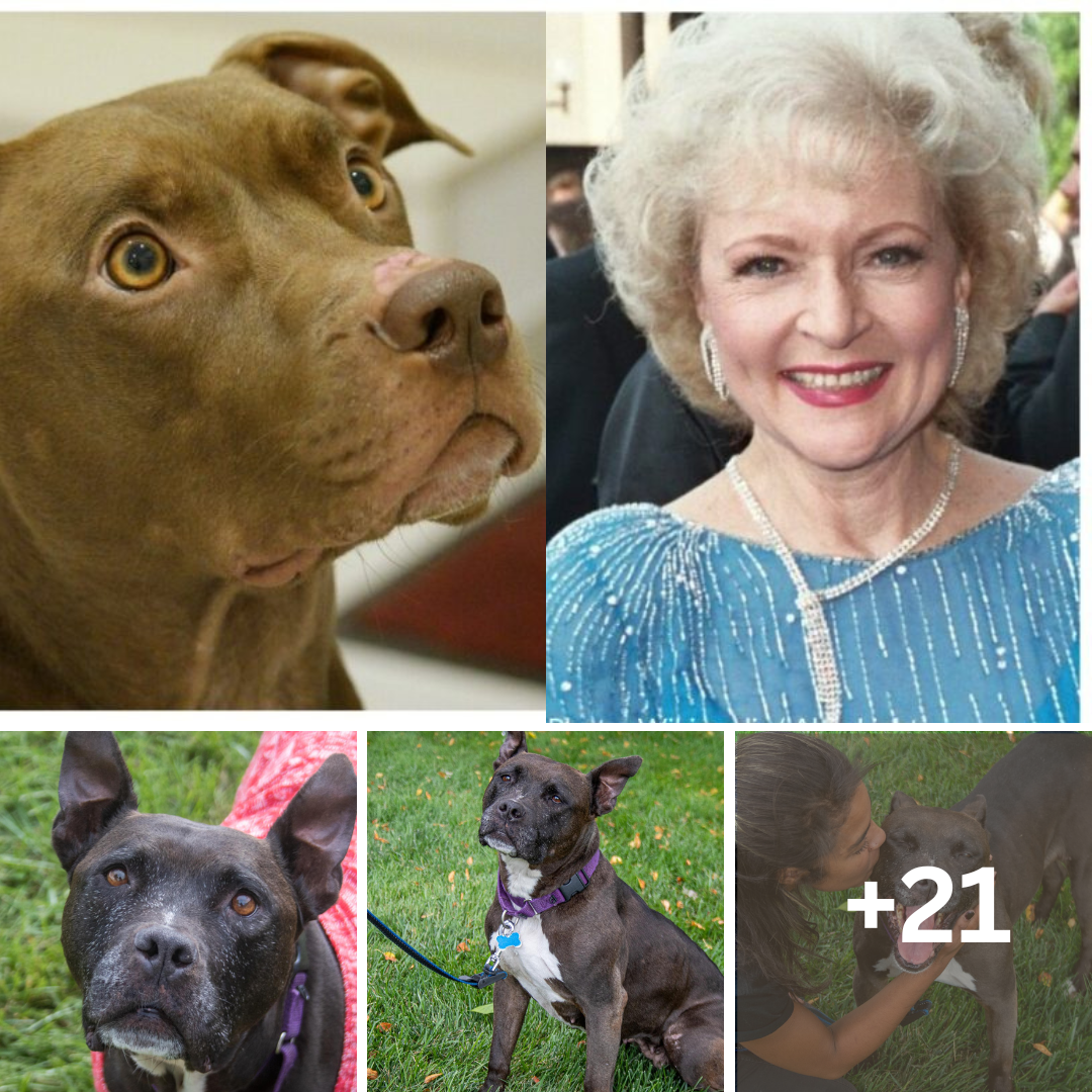 detroit-dog-rescue-will-play-golden-girls-theme-song-for-each-adopted