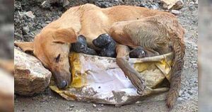 Stray dog collapses amid rubble clinging to her puppies while