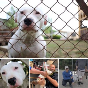 Pit Bull Finds a Forever Home After 300 Days at Shelter