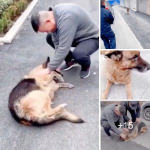 Retired Police Dog Overwhelmed with Joy as She Meets Former Manager