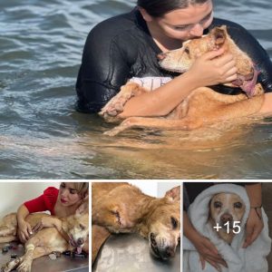 Terminally Ill Dog Finds Joy at the Sea Before Her Last Breath