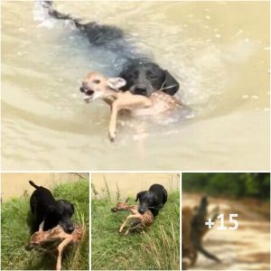 A Dogs Rescue of a Newborn Deer from Drowning