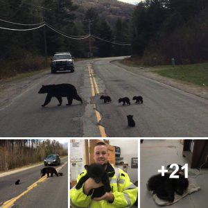 Heartwarming Rescue Police Officer Goes Above and Beyond to Save Abandoned Bear Cub