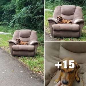 Puppy Dumped By Side of the Road in Arm Chair