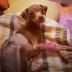 1695300051 361 Malnourished and Abandoned A Poor Dog Severely Injured and Paralyzed e1698252910521