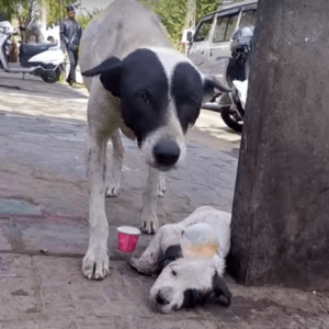 1695306646 842 As her pup clung to life a grieving mothers mournful e1697787129219