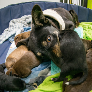 A Heroic Vacation Rescuer Saves Six Dogs Including Pregnant Ones e1697801871820