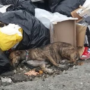 A pregnant dog abandoned hungry and exhausted collapses weakly next e1698252052934