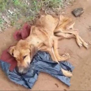 Abandoned and Abused The Heartbreaking Story of a Dog Left e1698677522317