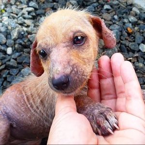 Abandoned and Scabies Stricken Puppy Found Near Landfill Weak and Terrified e1698254132877