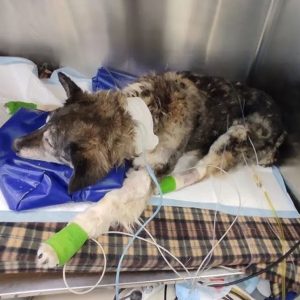 Abused and Traumatized The Heartbreaking Tale of a Dog With e1698165213245