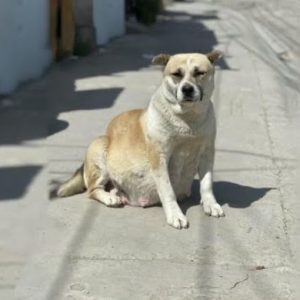 Begging for Birth Pregnant Mother Dog Abandoned on the Streets e1698165734621