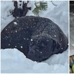 Buried in Snow Reunited Rescuers Save Lost Dog Buried in e1697803847901