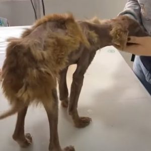 Cry for Help Malnourished Dog with Severe Scabies Crying Out e1698511050607