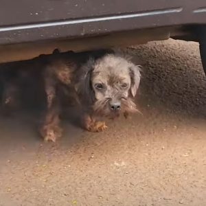 Desperate and Scared Poor Dog Abandoned in Terrible Condition Battling e1698594688922