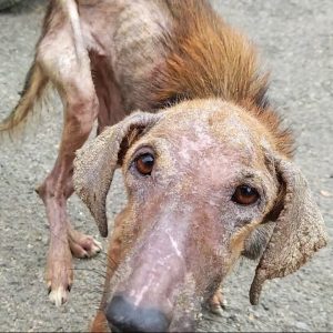 Frail and Neglected Sick Puppy Emaciated and Infested with Scabies e1698509596343