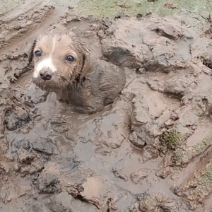 Heroic Swamp Rescue Captured on Video Sheds Light on Animal e1697790709435