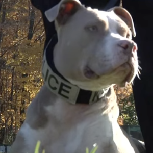 Kiah the pioneer Pit Bull police dog in New York e1697793667955