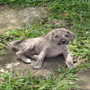 Matildas Cry The Heartbreaking Story of a 5 Week Old Abandoned Puppy e1698427383518