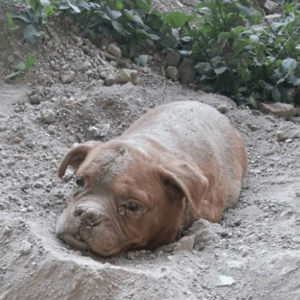 Miraculous Rescue Man Saves Bull Mastiff Buried Alive Unleashing a e1697800751262