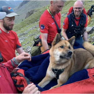 Regal Rescuer Dog Rescued After Scaling Englands Highest Mountain Exhibiting e1698065986420