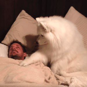 The endearing Samoyed who shares an adorable morning ritual of e1698065398337