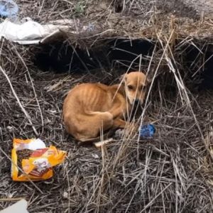 Unlikely Heroes Abandoned Dog and Kittens Rescued from Sewer Fighting e1698600381582