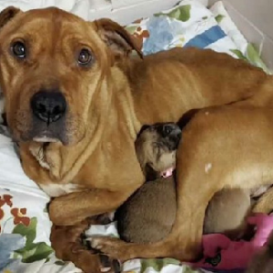 Waiting for Their Owner Mother Dog and Her Puppies Found e1697994282674