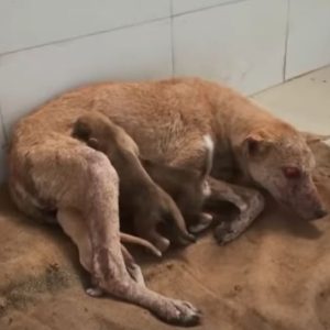 1695289923 861 A Mothers Love Thin Injured and Infected She Still Fiercely e1698916681864