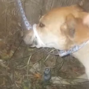 1695291140 443 The shocking sight of a pregnant mother dog cruelly abandoned e1698834054388