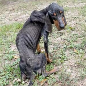 1695291538 772 A Plea for Help Thin Weak Abandoned Dog Lying on e1698832966828