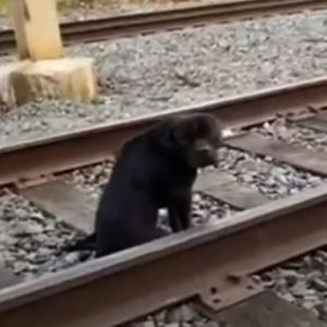 A compassionate train conductor rescues a poor dog left to e1699517744458