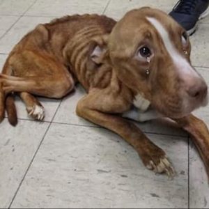 Fighting for Life Sick Malnourished Pit Bull Exhausted on the e1698912817280