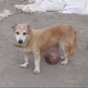 Finding Hope The Touching Story of a Dog with a e1698981928275