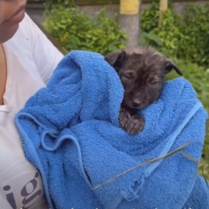 Overcoming Neglect Abandoned and Ignored This Dogs Rescue Inspires the e1699416523676