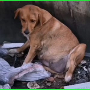 Rescue pregnant dog in critical condition a reminder that every e1699595744157