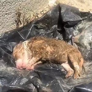 The sorry state of innocent puppies soaked and covered in e1698833530508