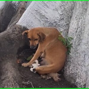 Tragic Loss and Hope Near a Canal This Mother Dogs e1699595041541