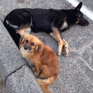 Unwavering Loyalty Two Homeless Dogs Found Near a Highway One e1699162585207